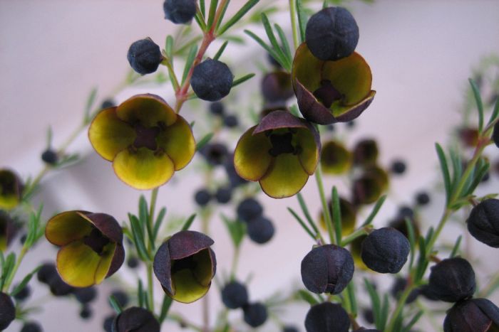 boronia_megastigma_ericlux.jpg