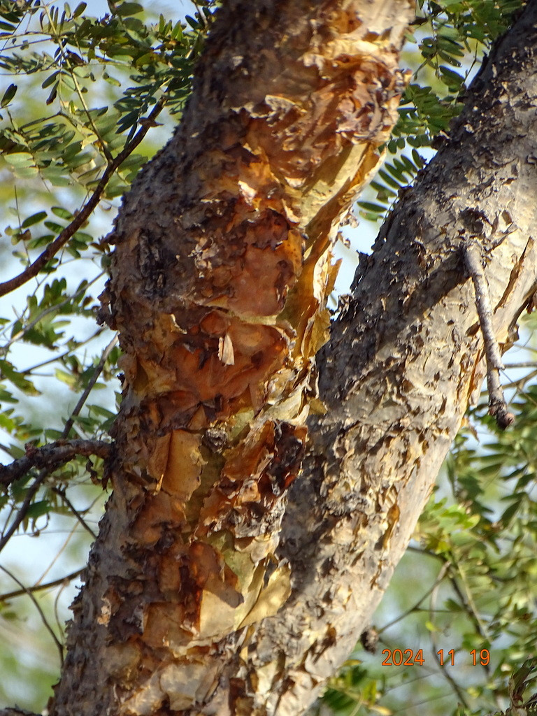 Boswellia papyrifera