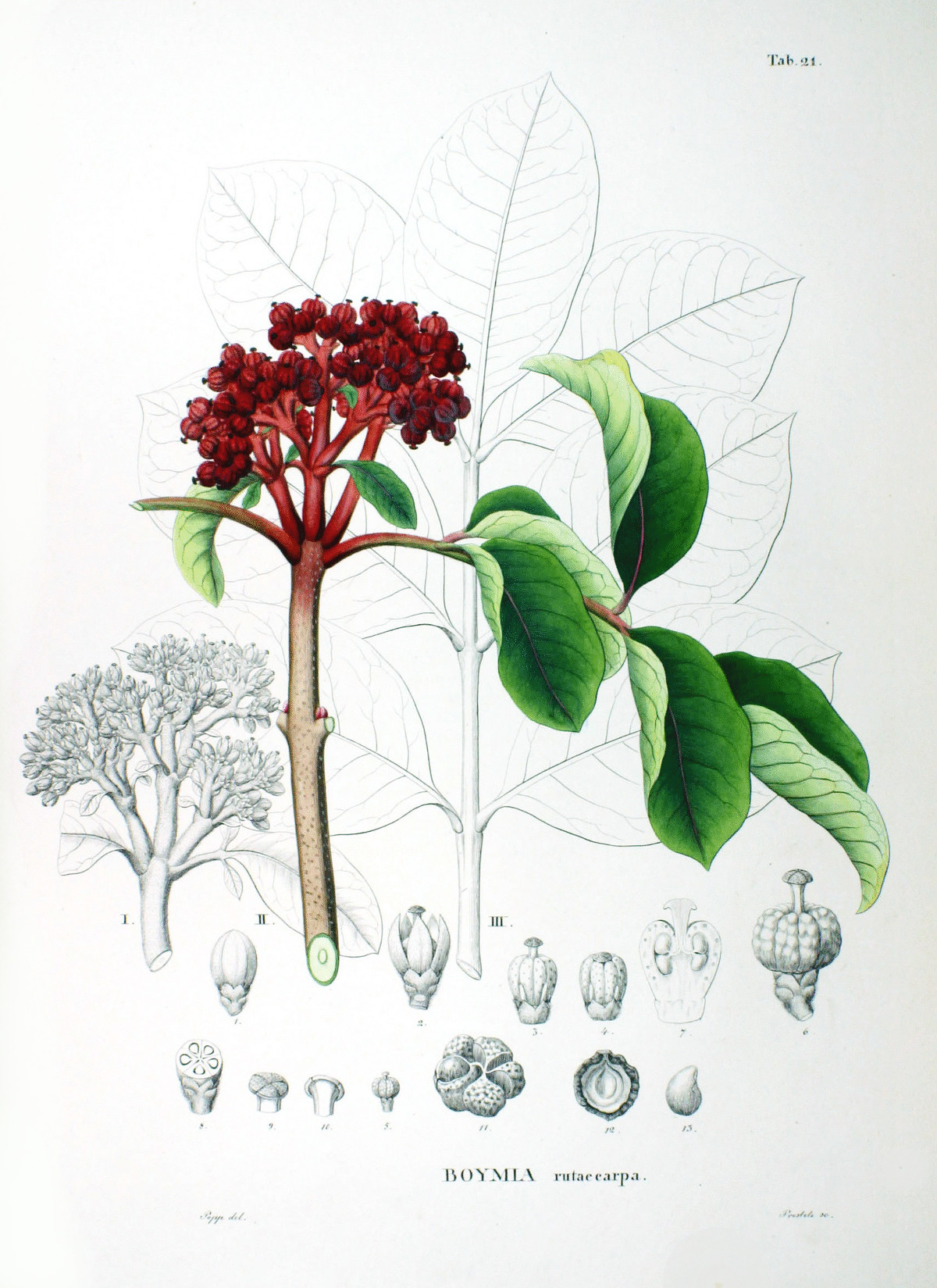 boymia_rutaecarpa.jpg