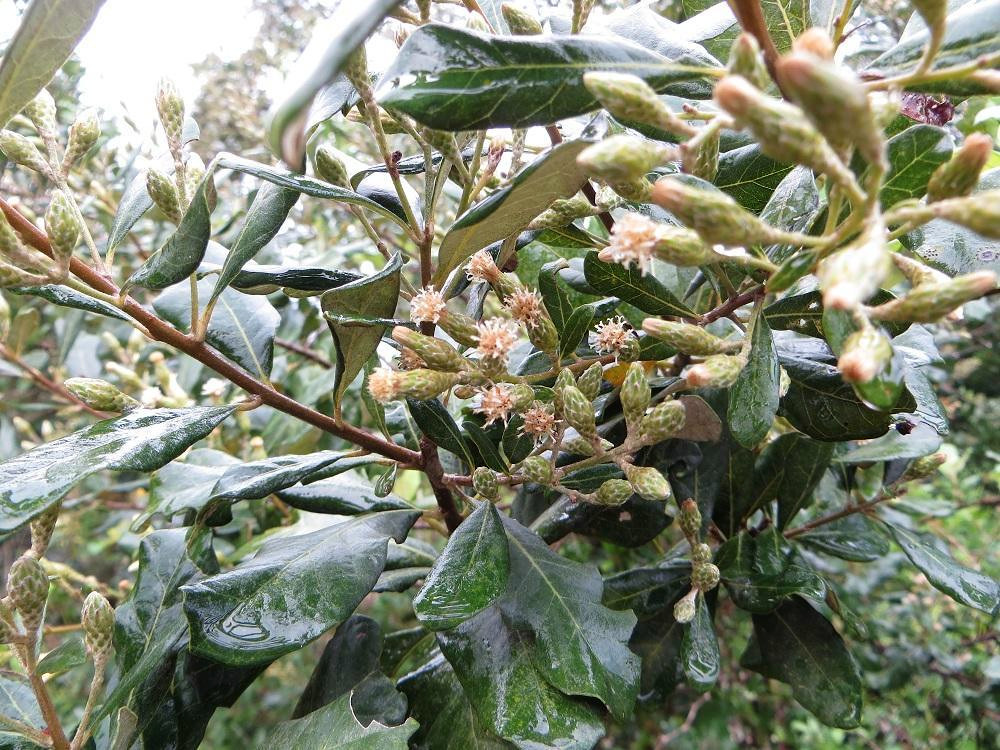 Brachylaena huillensis