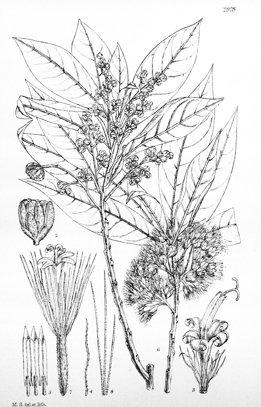 brachylaena_huillensis.jpg
