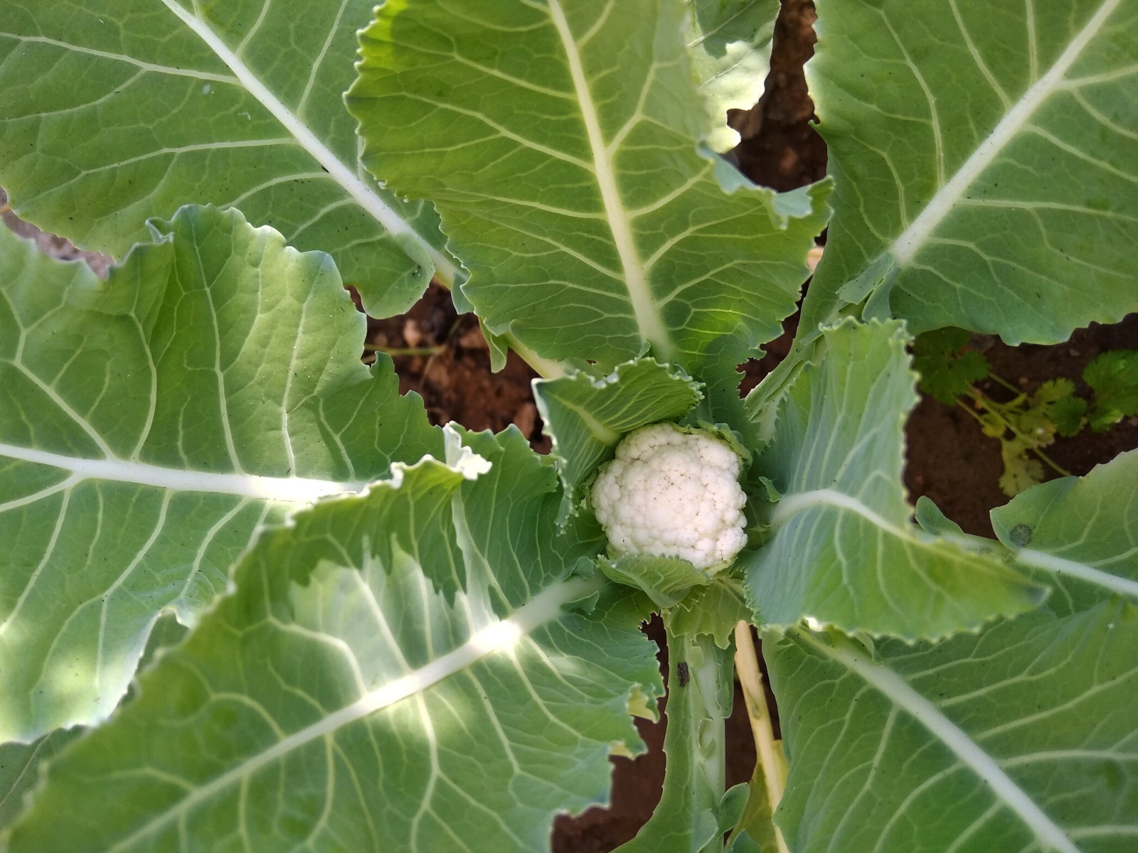 Brassica oleracea var. botrytis