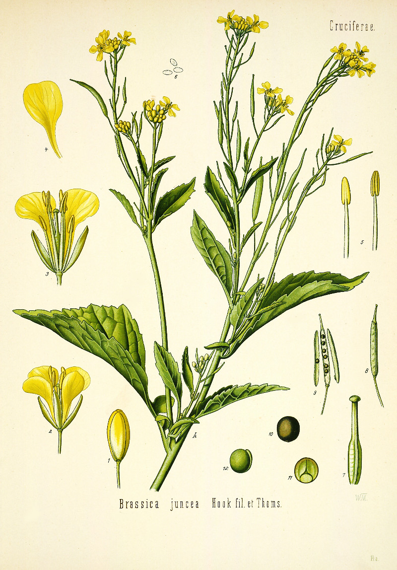 brassica_juncea.jpg