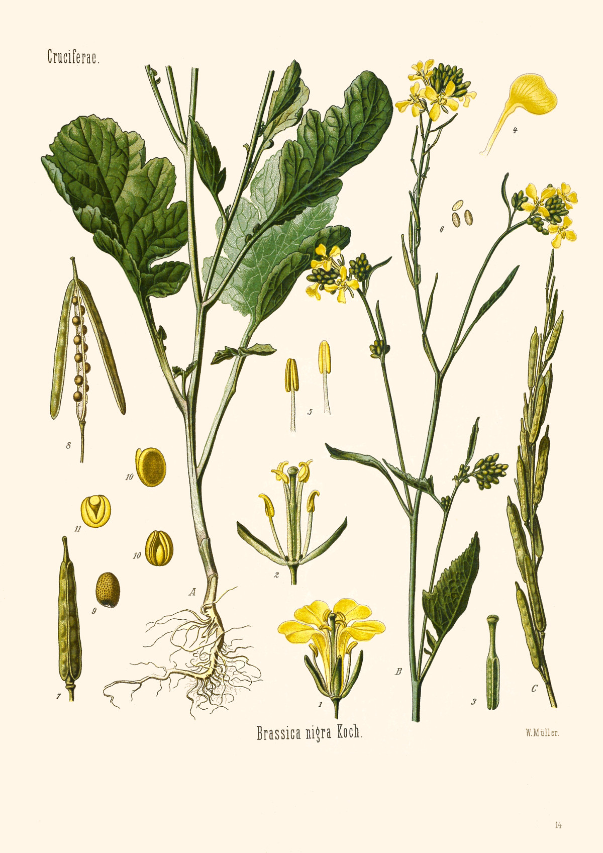 brassica_nigra.jpg