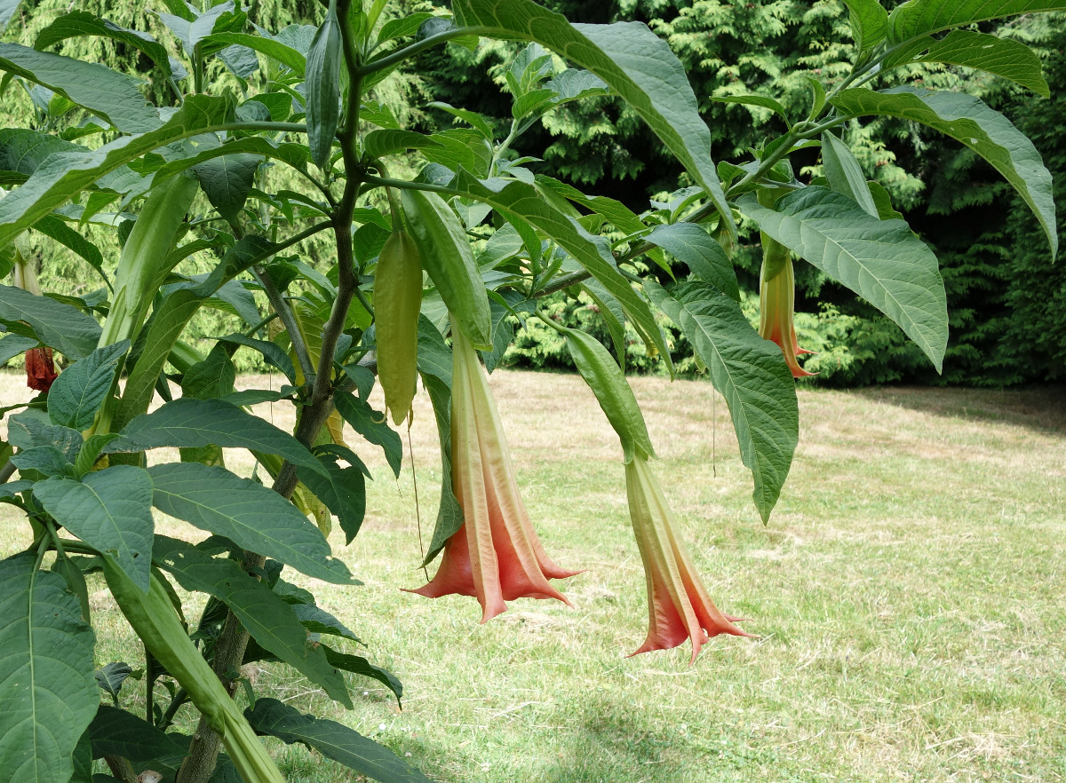 brugmansia_suaveolens.jpg