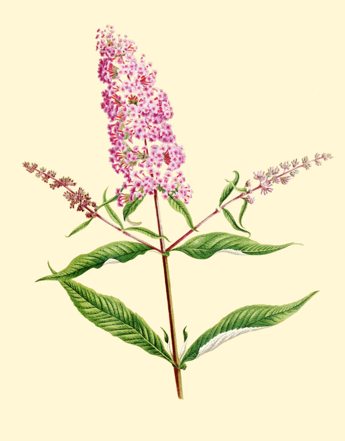 buddleja_davidii.jpg