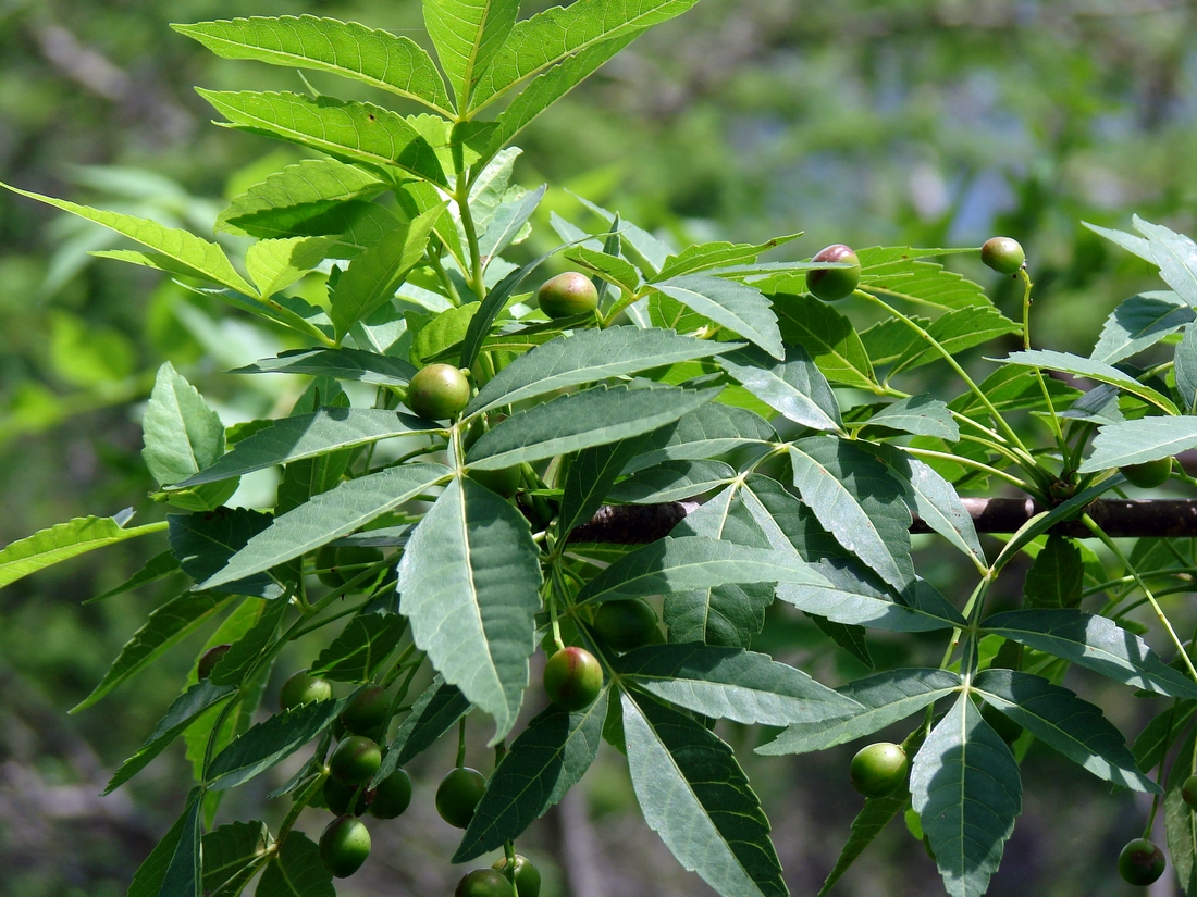 Bursera graveolens (Kunth) Triana & Planch.