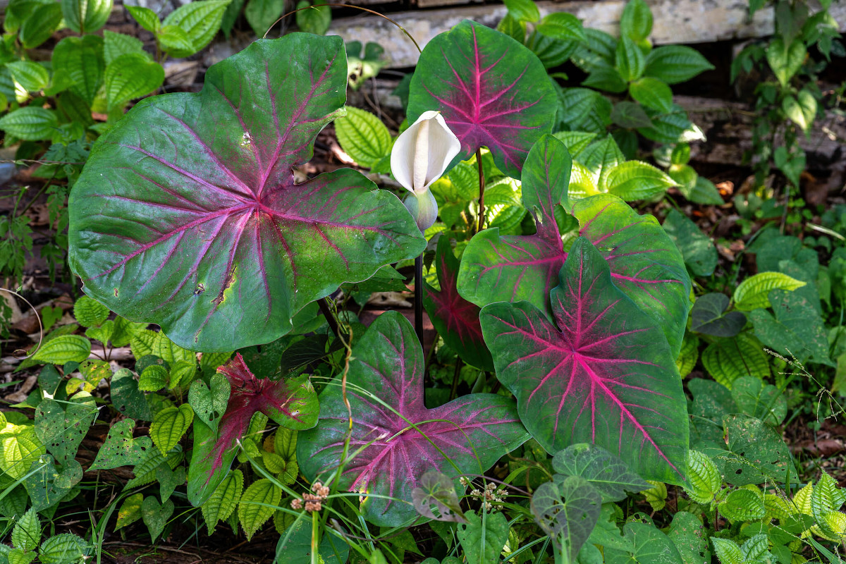 Caladium bicolor
