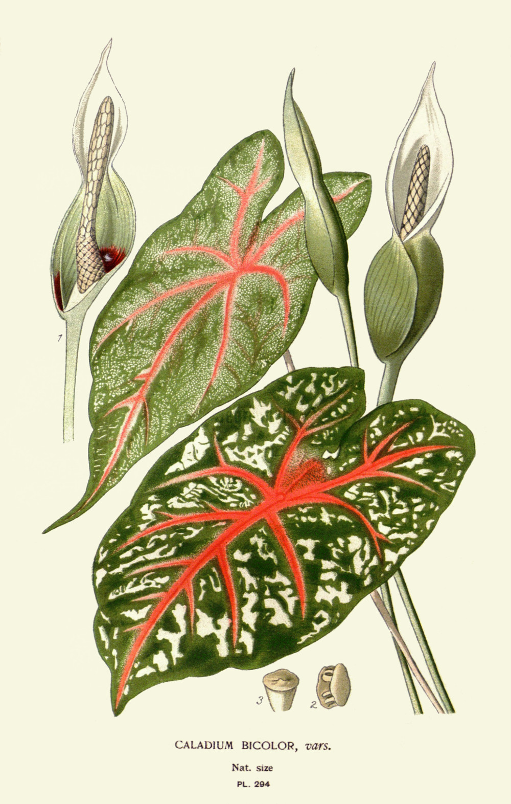 caladium_bicolor.jpg