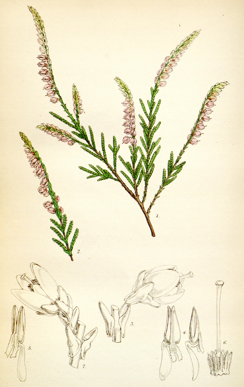 calluna_vulgaris.jpg