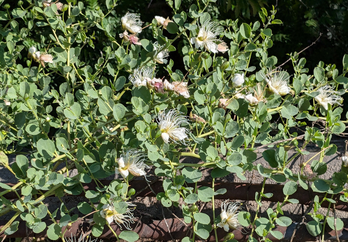 Capparis spinosa
