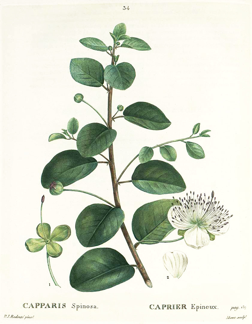 capparis_spinosa.jpg