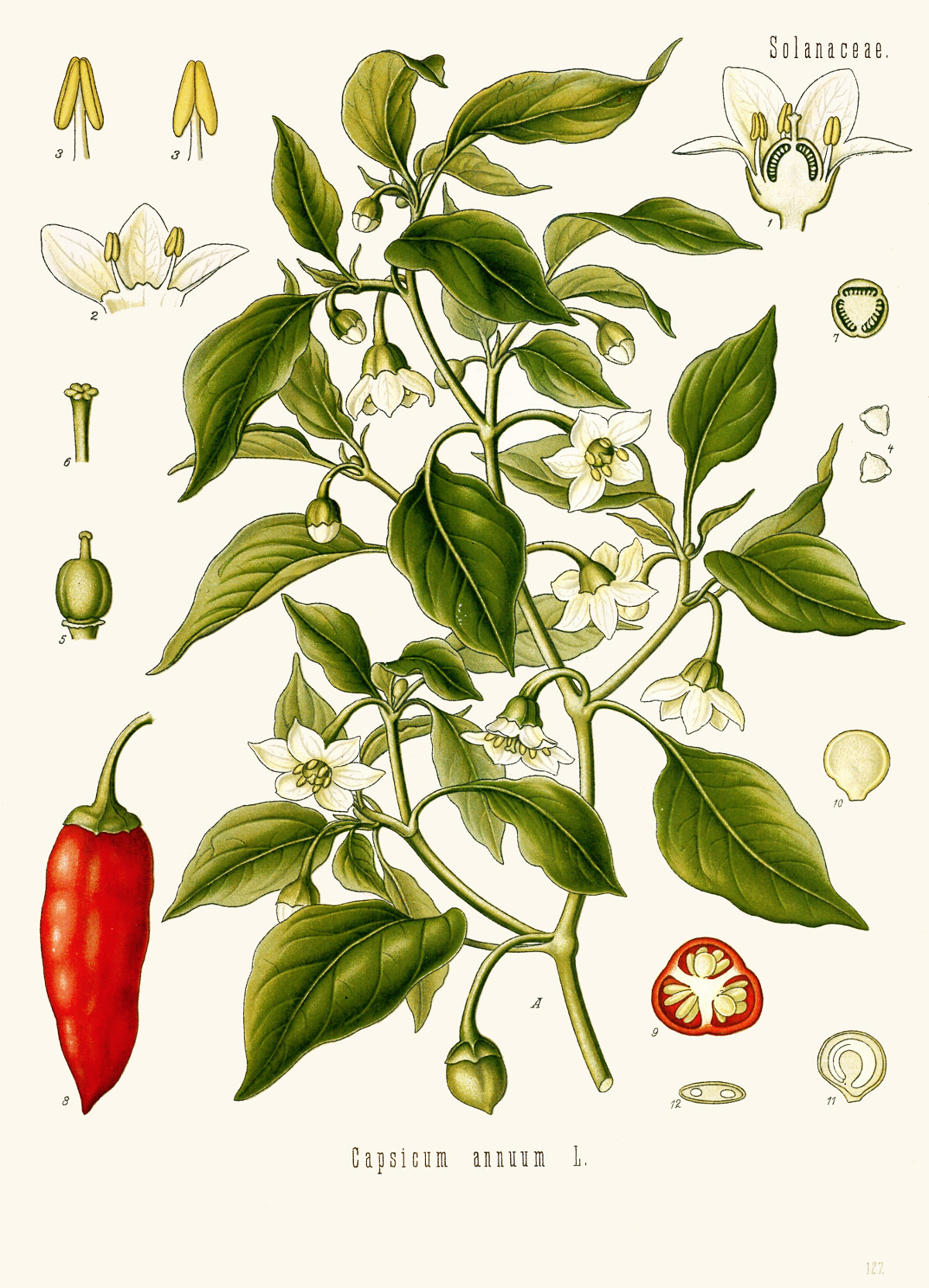 capsicum_annuum.jpg