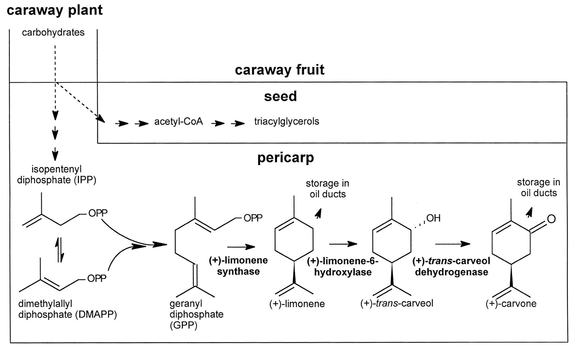 carvonesynthesis.jpg