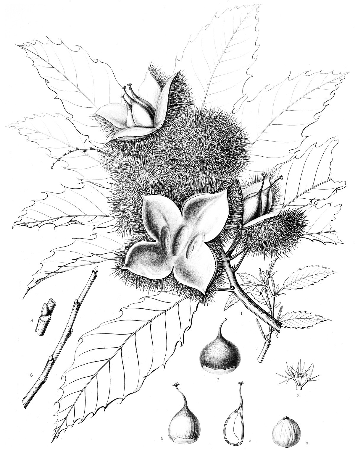 castanea_americana.jpg