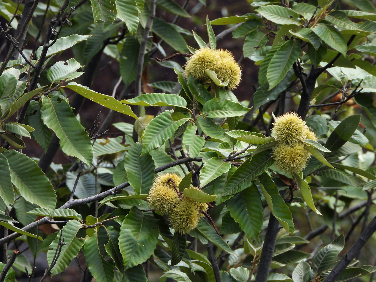 Castanea mollissima