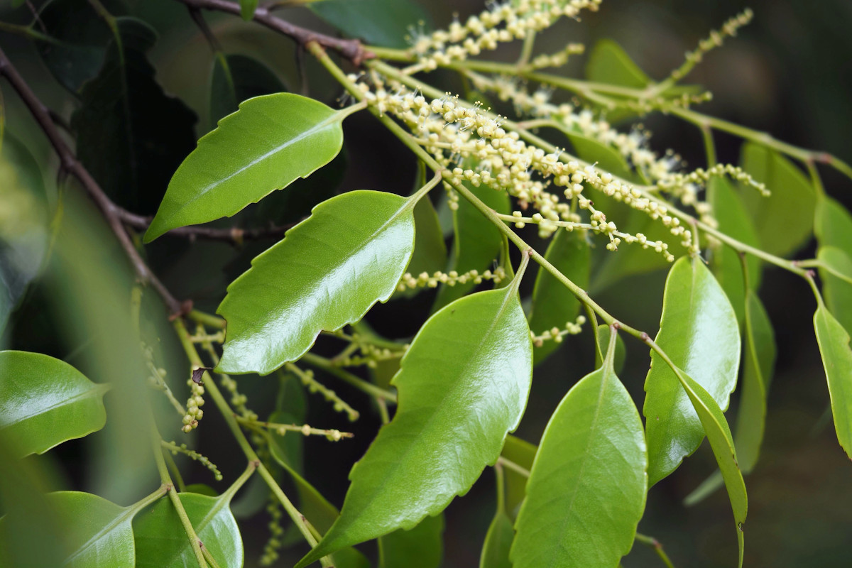 Castanopsis sieboldii