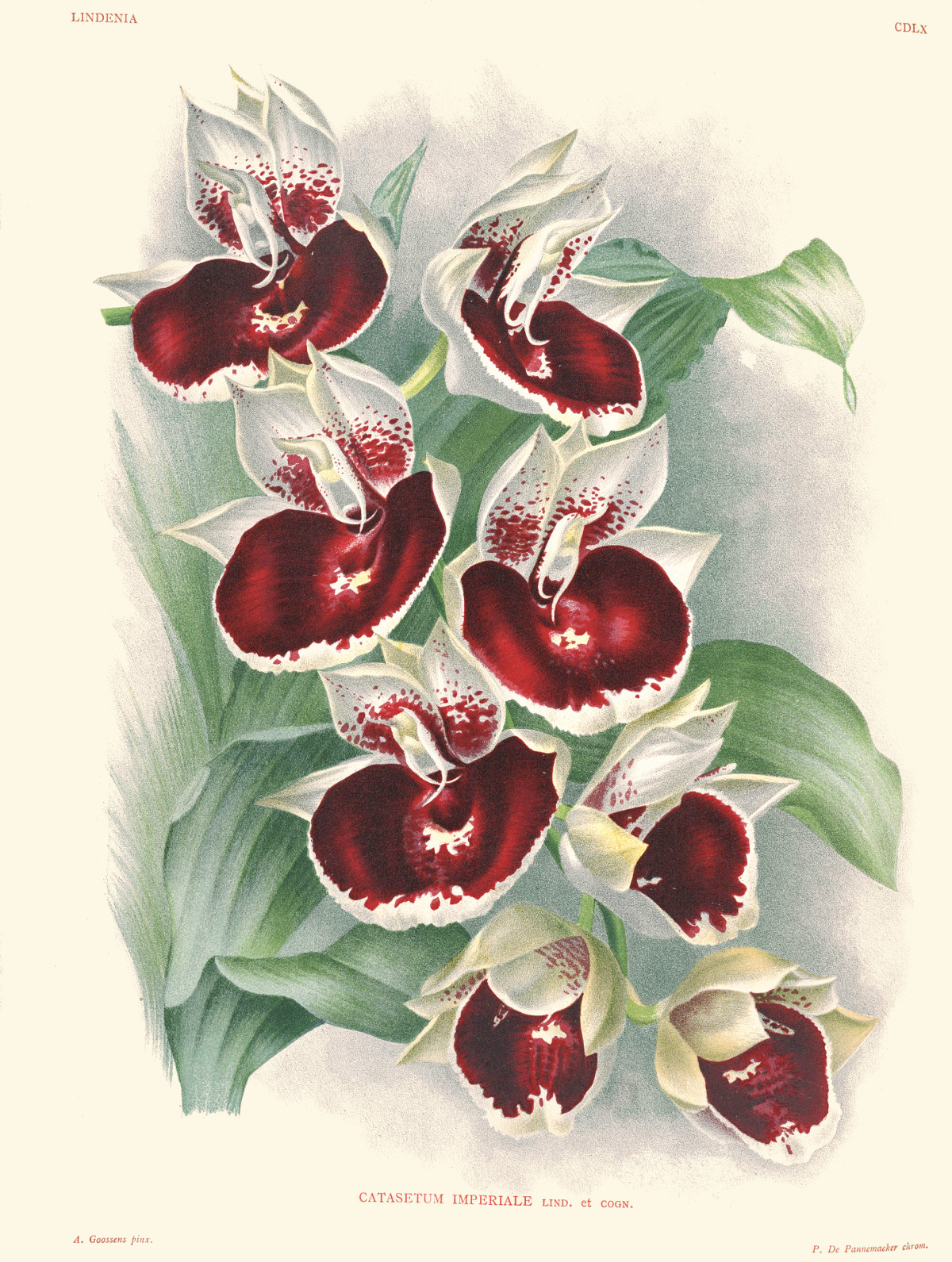 catasetum-imperiale.jpg