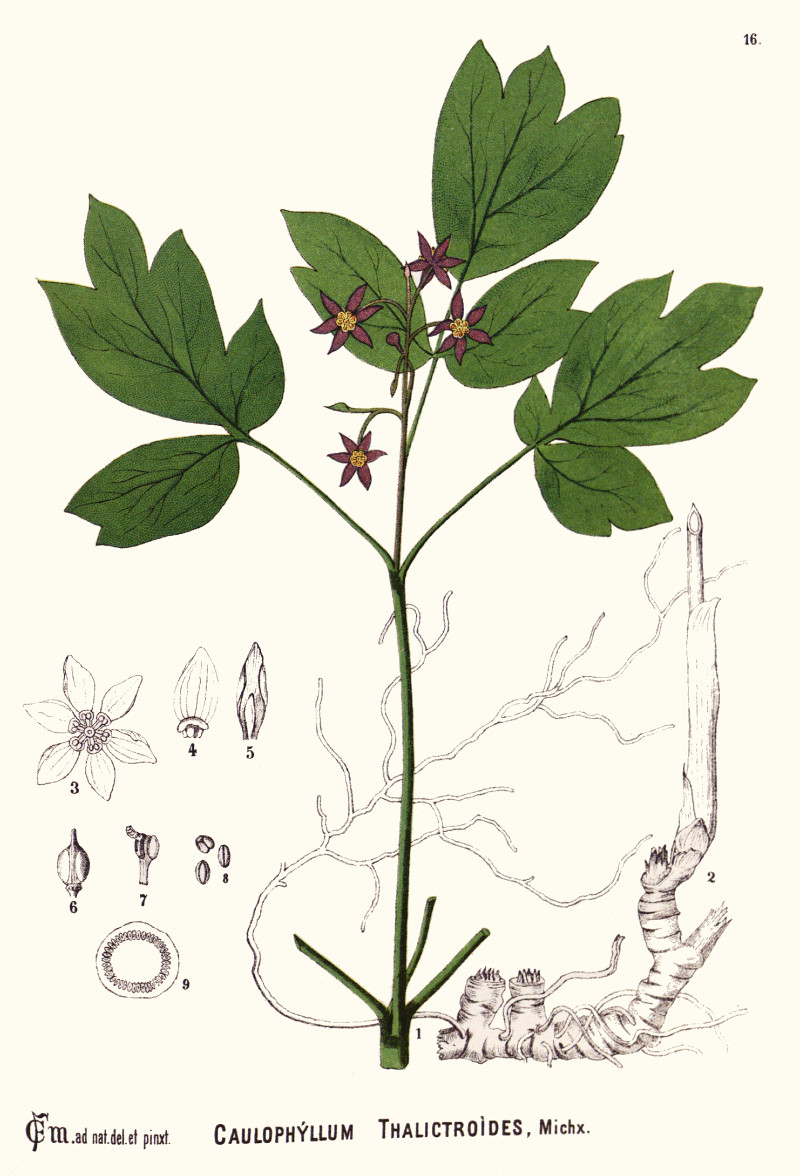 caulophyllum_thalictroides.jpg