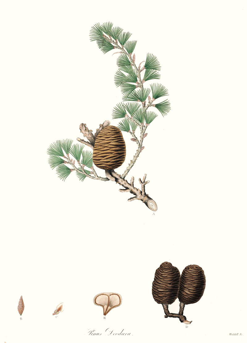 cedrus_deodara.jpg