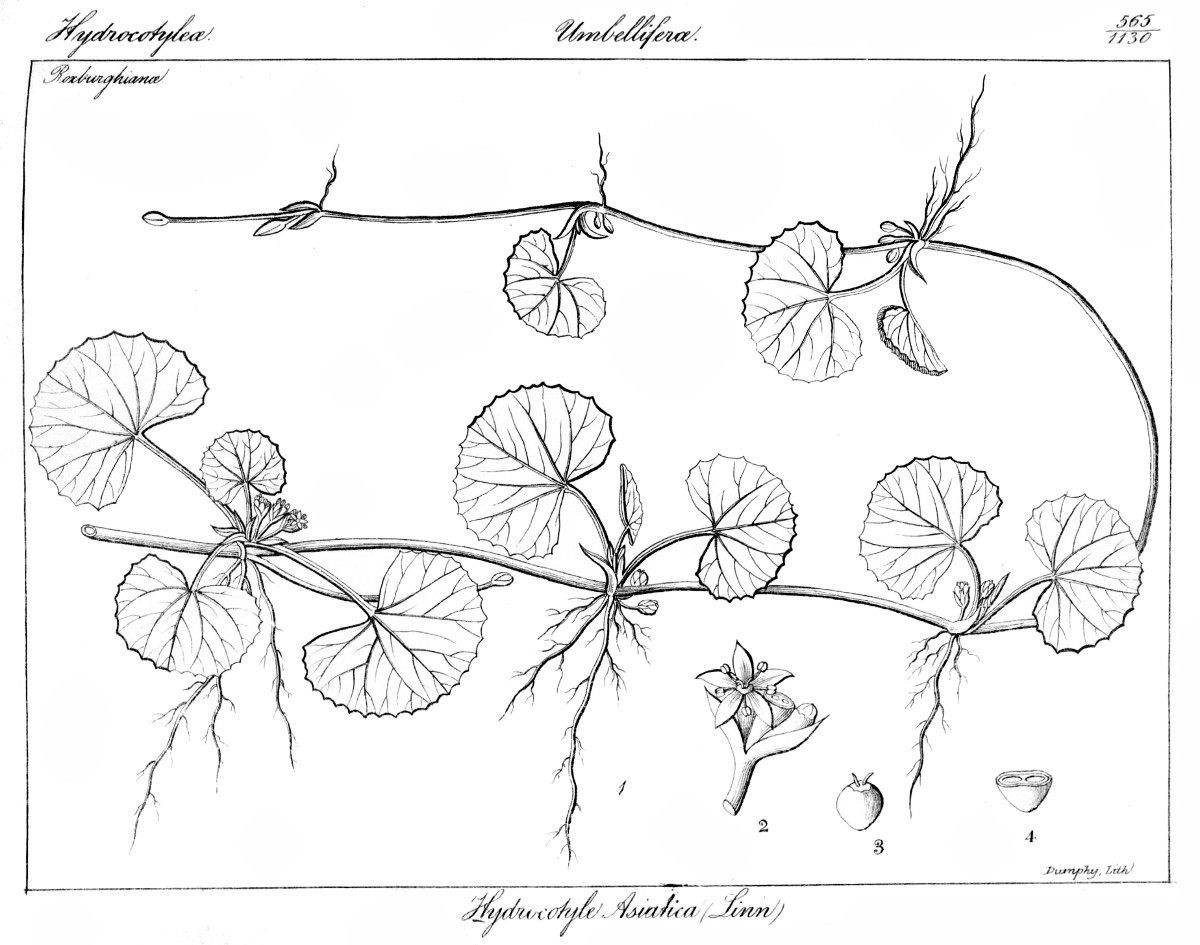 centella_asiatica.jpg