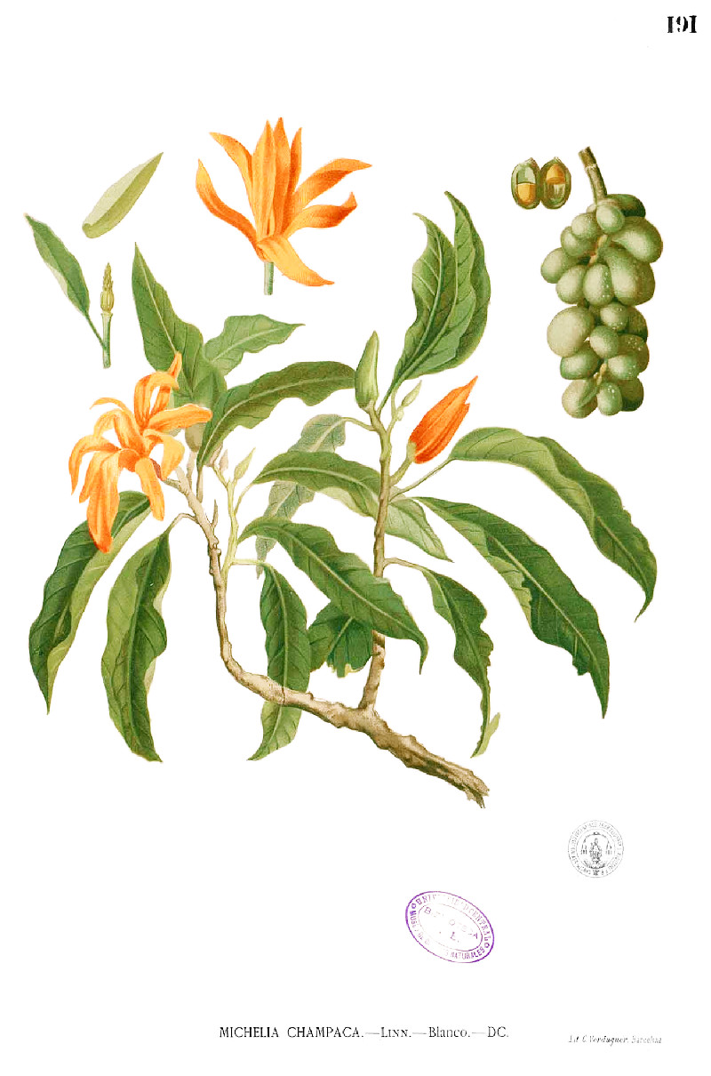 champaca.jpg