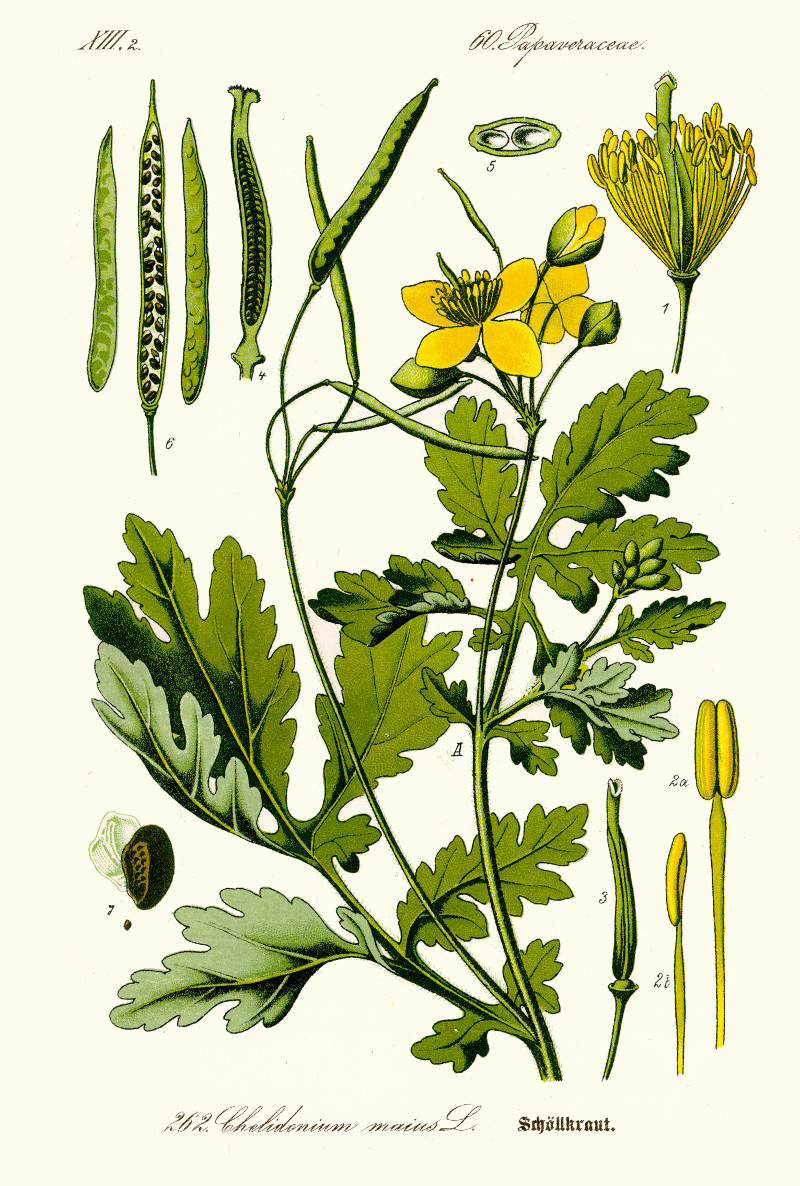 chelidonium_majus_dr.jpg