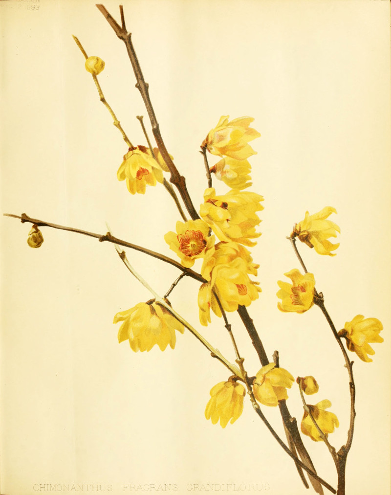 chimonanthus_fragrans.jpg