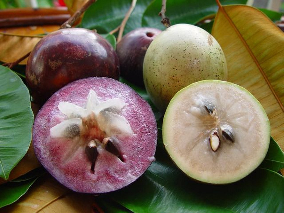 chrysophyllum_cainito.jpg