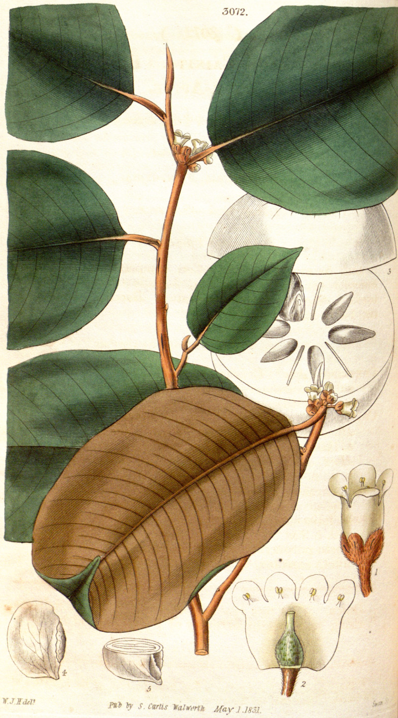 chrysophyllum_cainito1.jpg