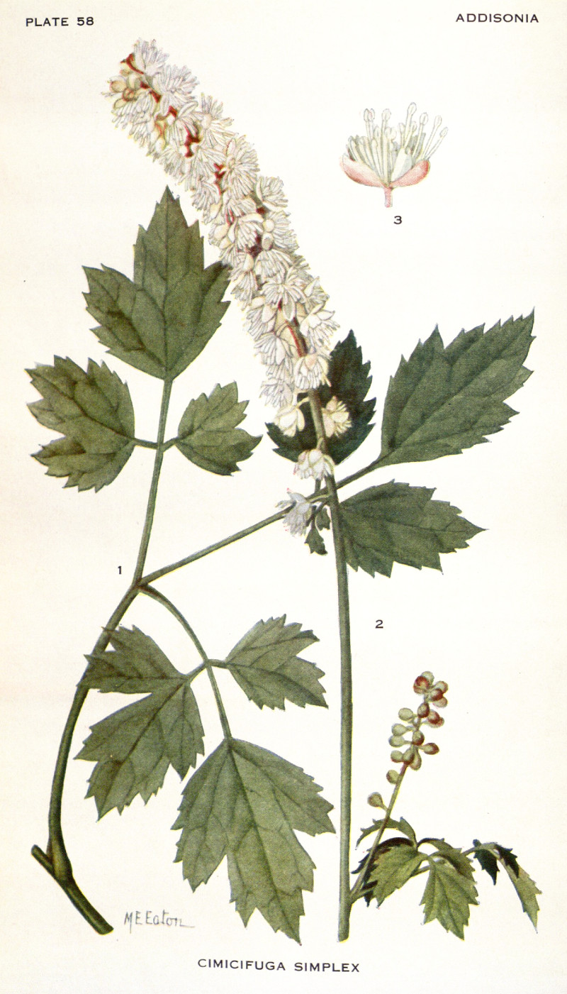 cimicifuga_simplex.jpg