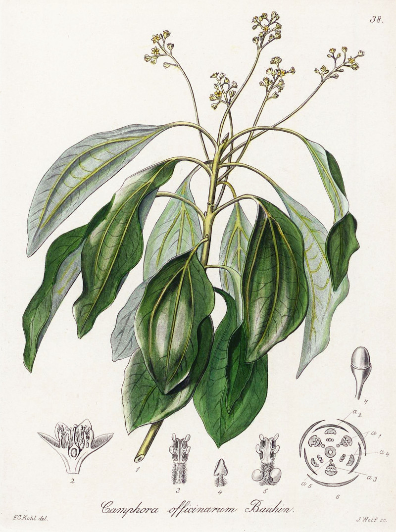 cinnamomum_camphora.jpg