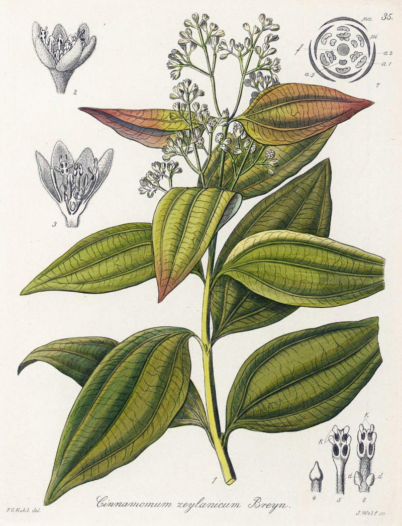 cinnamomum_verum.jpg