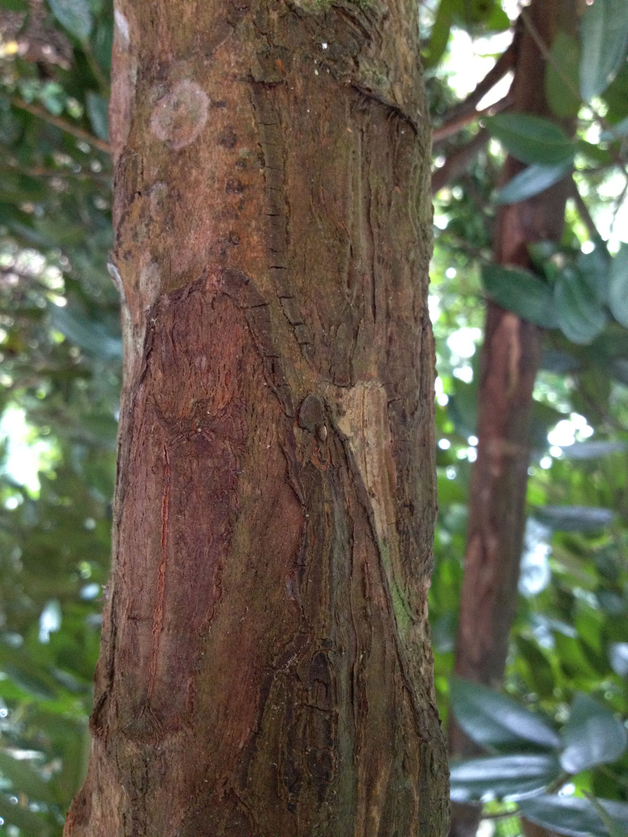 cinnamomum_verum_bark.jpg