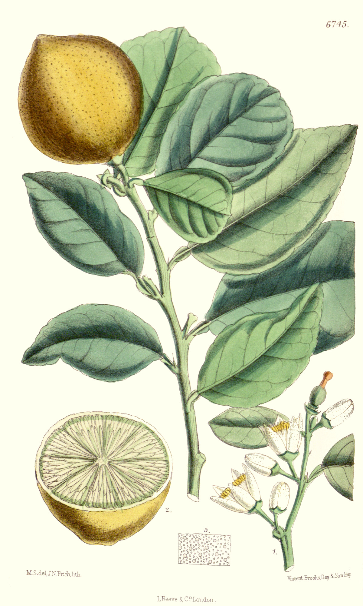 citrus_aurantiifolia.jpg