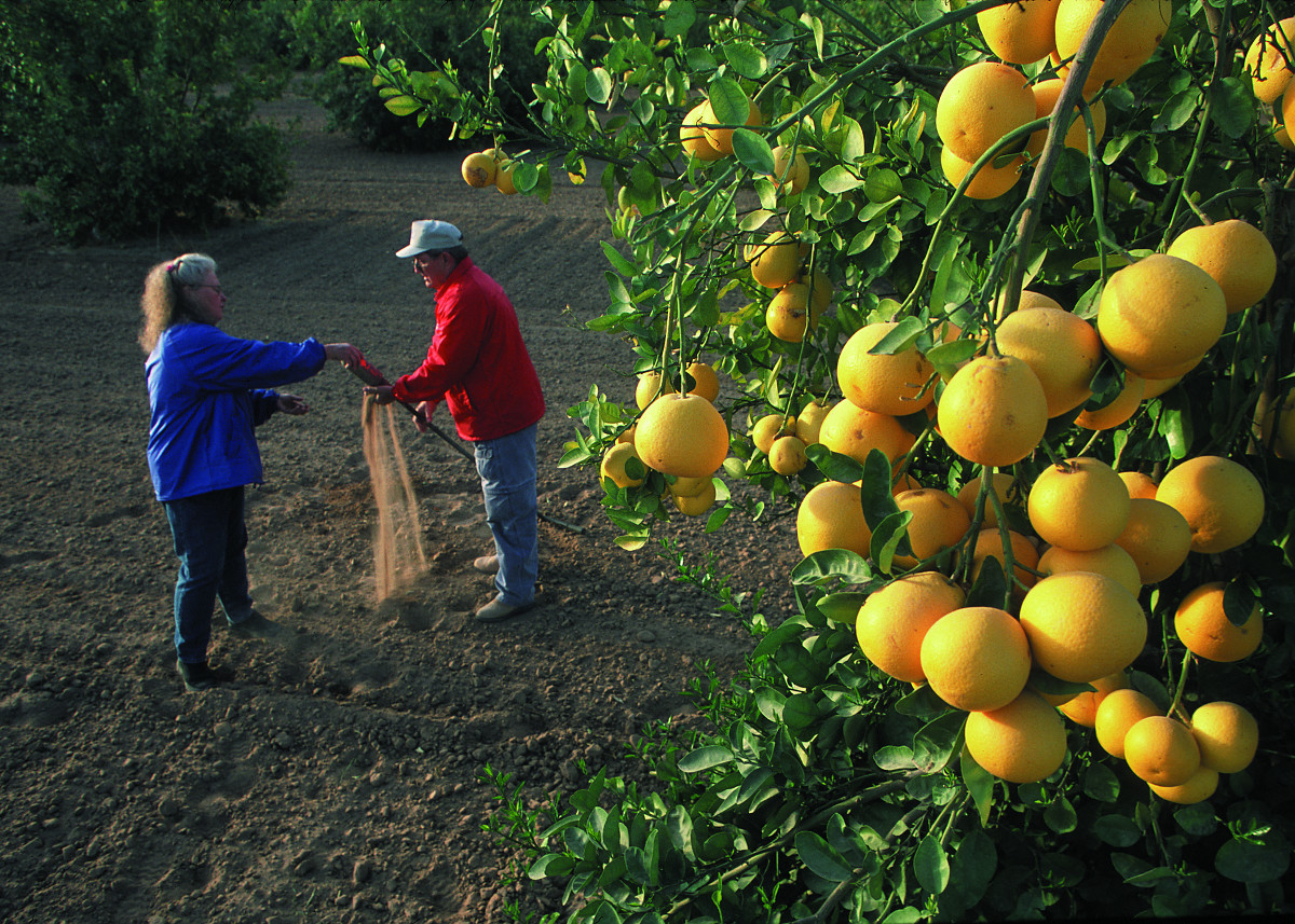 citrus_paradisi.jpg