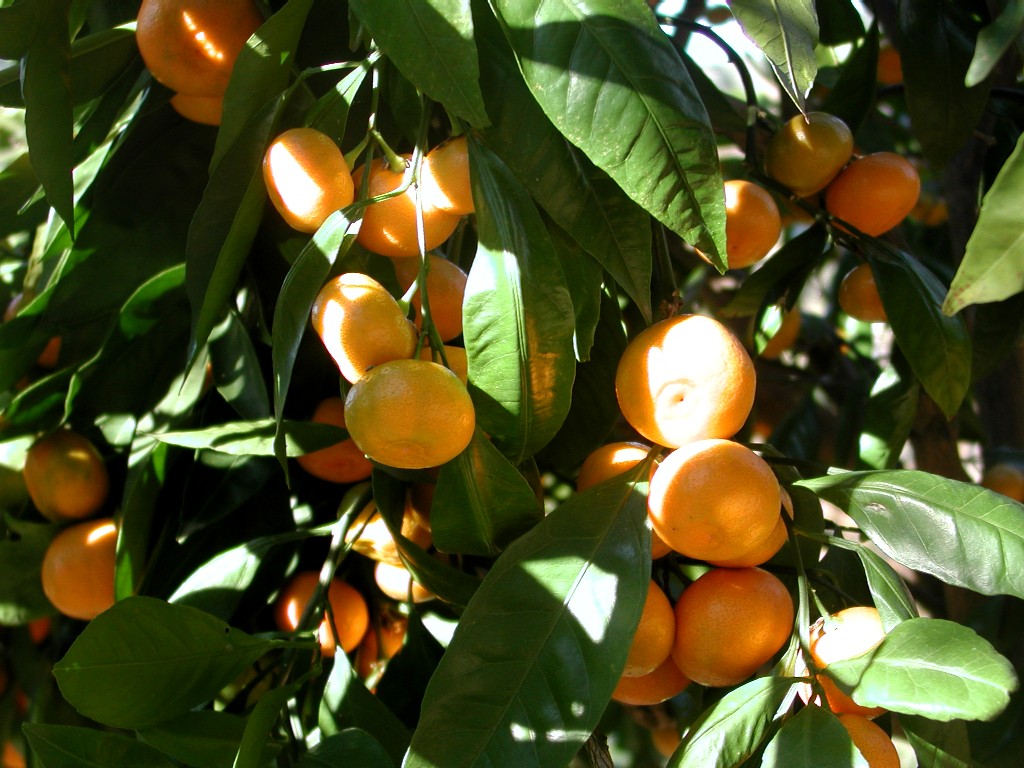 citrus_reticulata.jpg