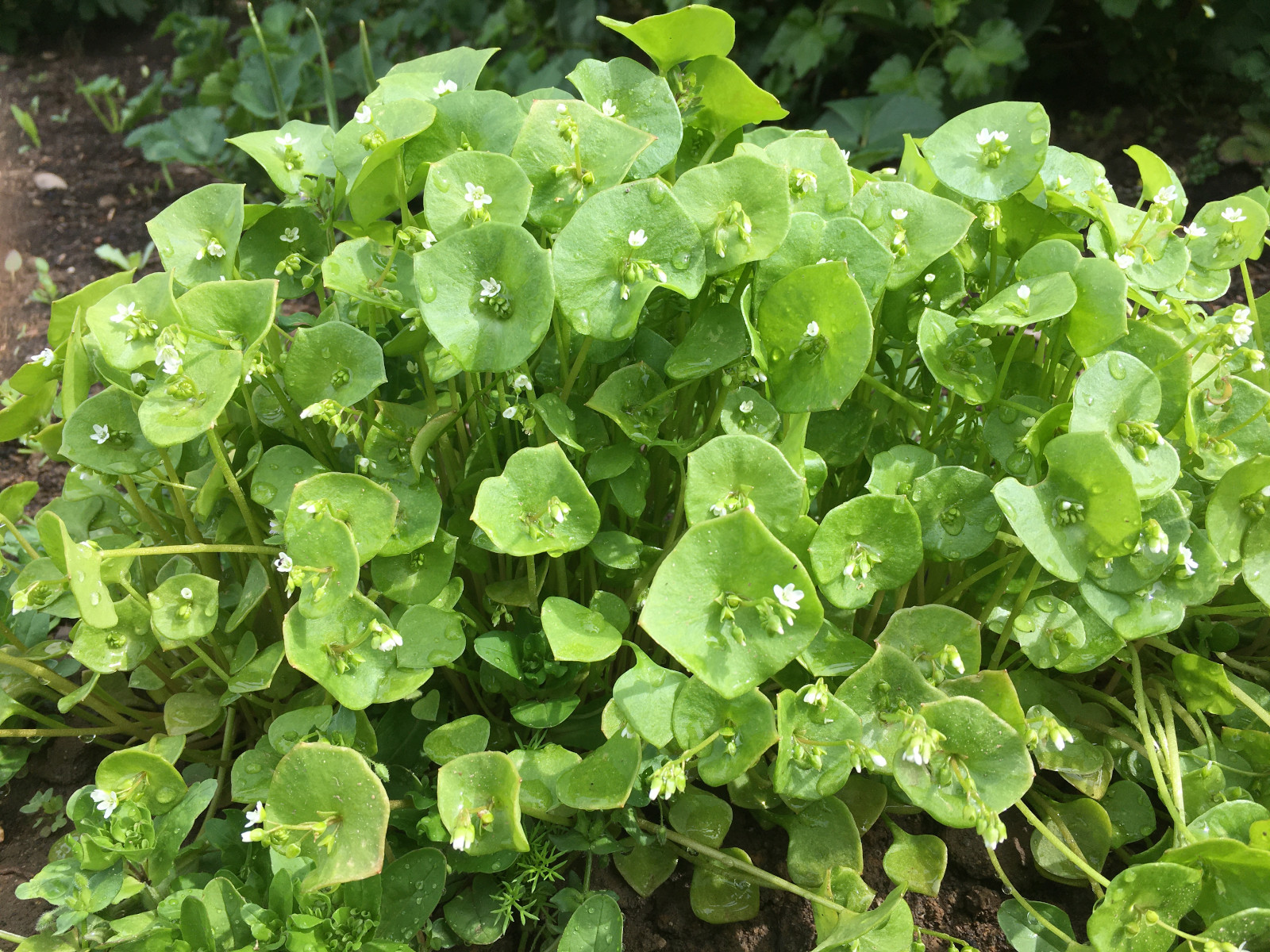 claytonia_perfoliata_garden.jpg