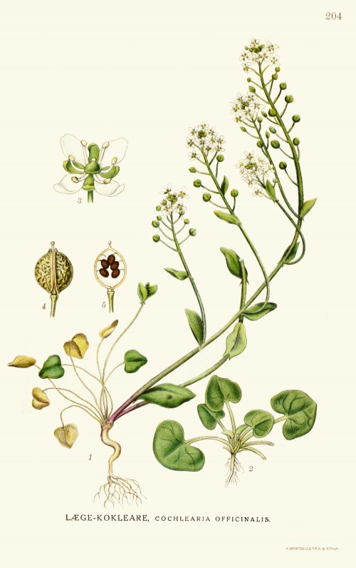 cochlearia_officinalis.jpg