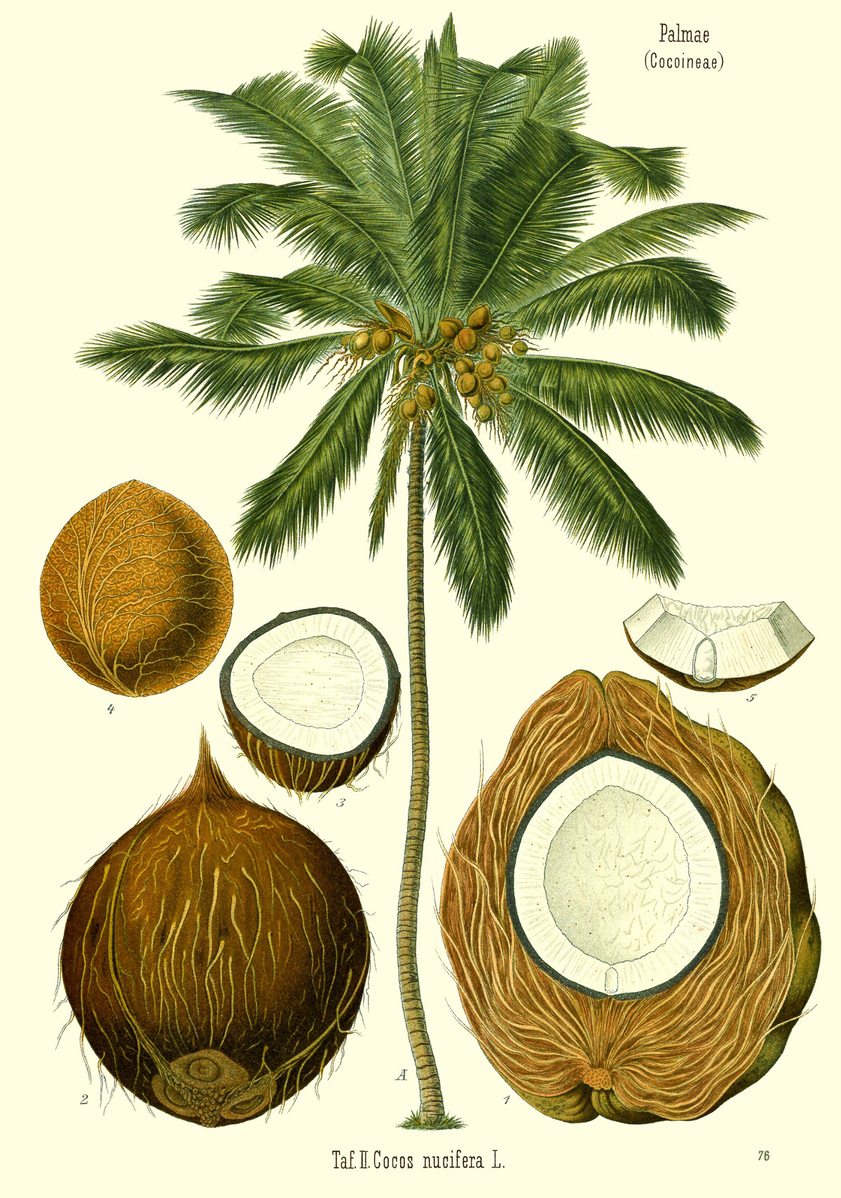 cocos.jpg