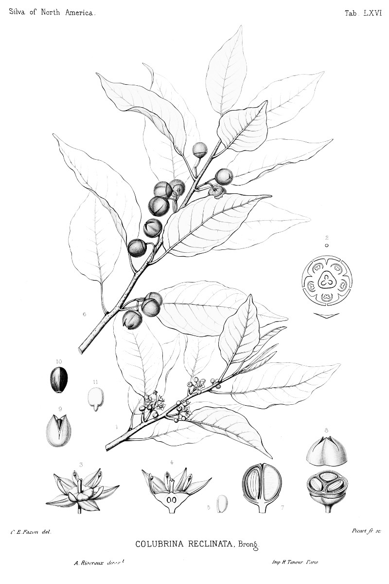 colubrina_elliptica.jpg