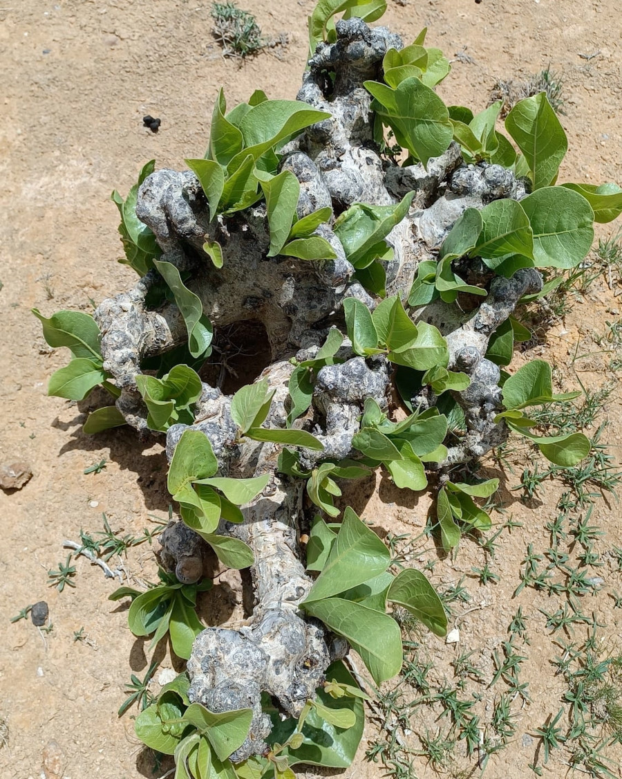 Commiphora guidottii