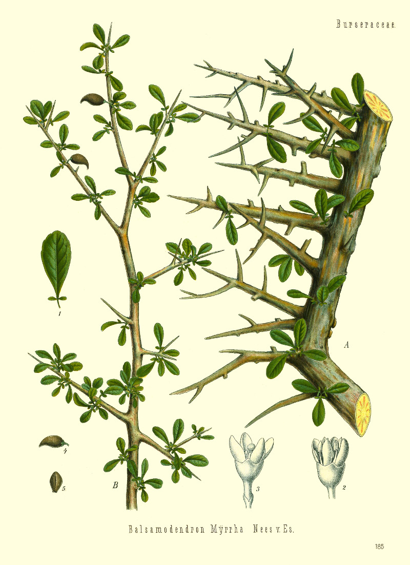 commiphora_molmol.jpg