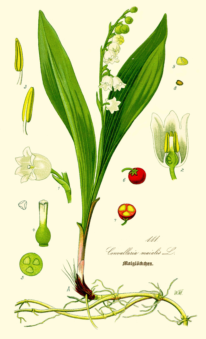 convallaria_majalis.jpg