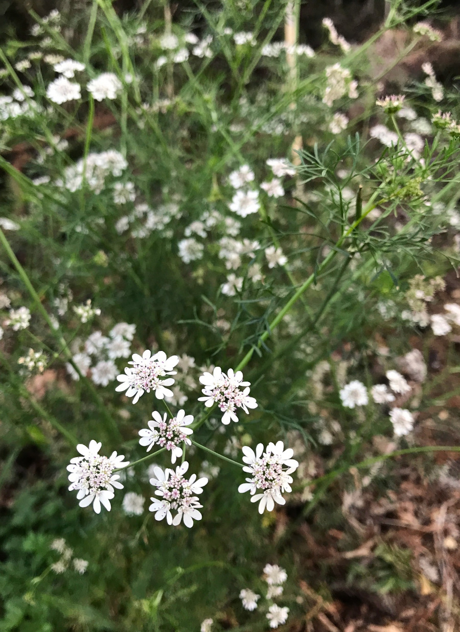 Coriandrum sativum
