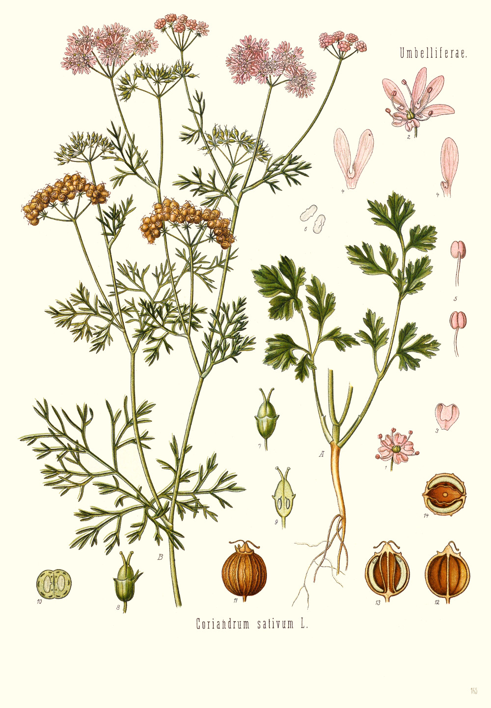 coriandrum_sativum.jpg