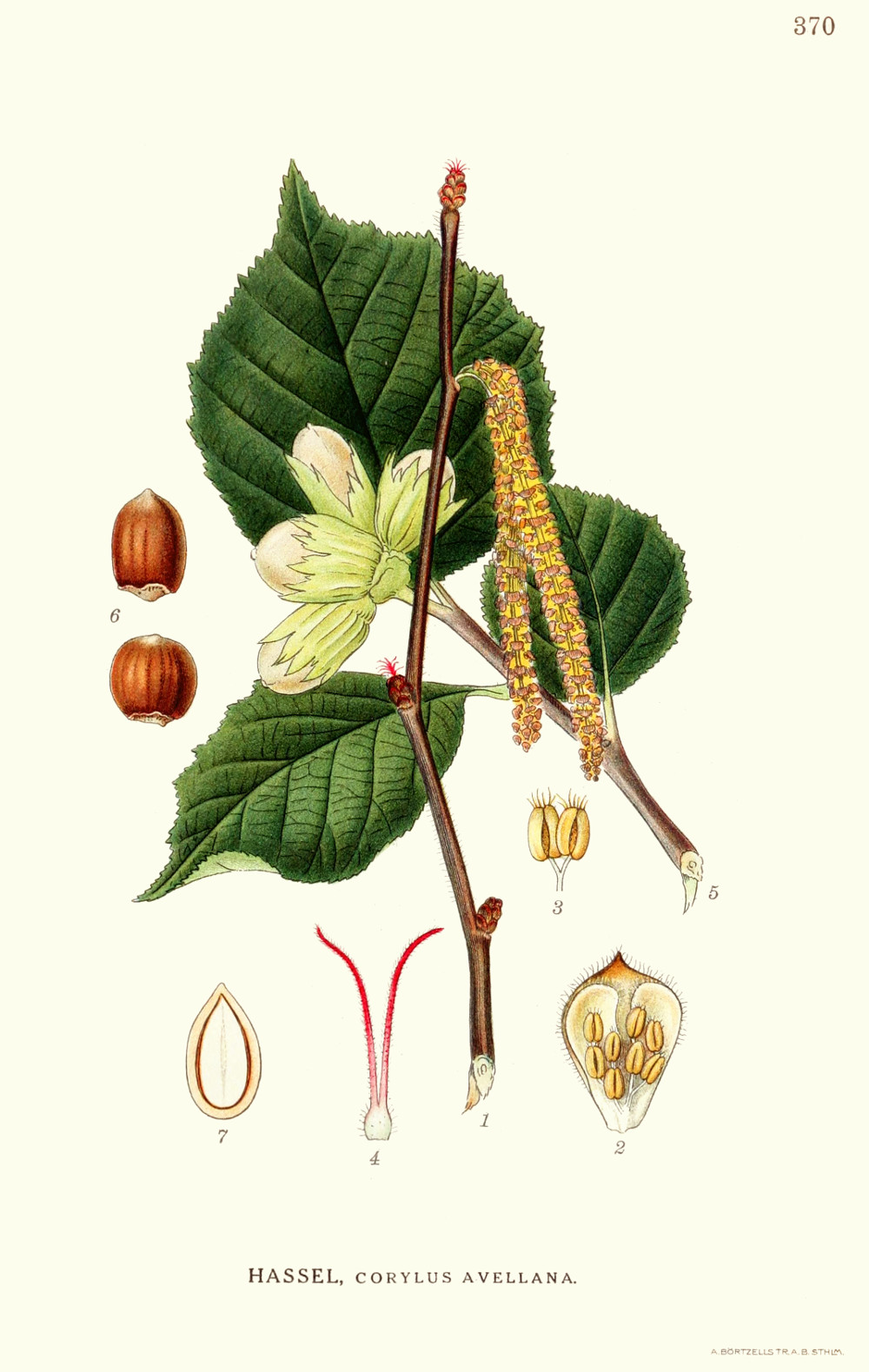 corylus_avella.jpg