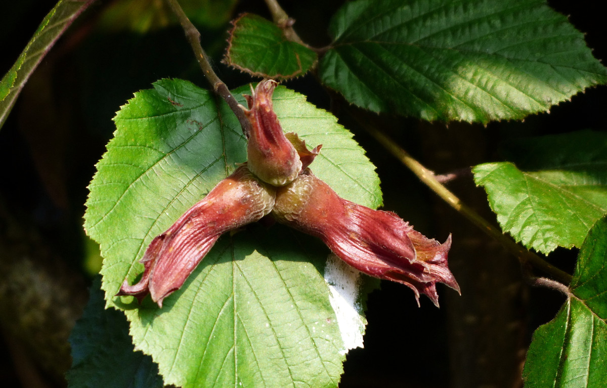 Corylus maxima