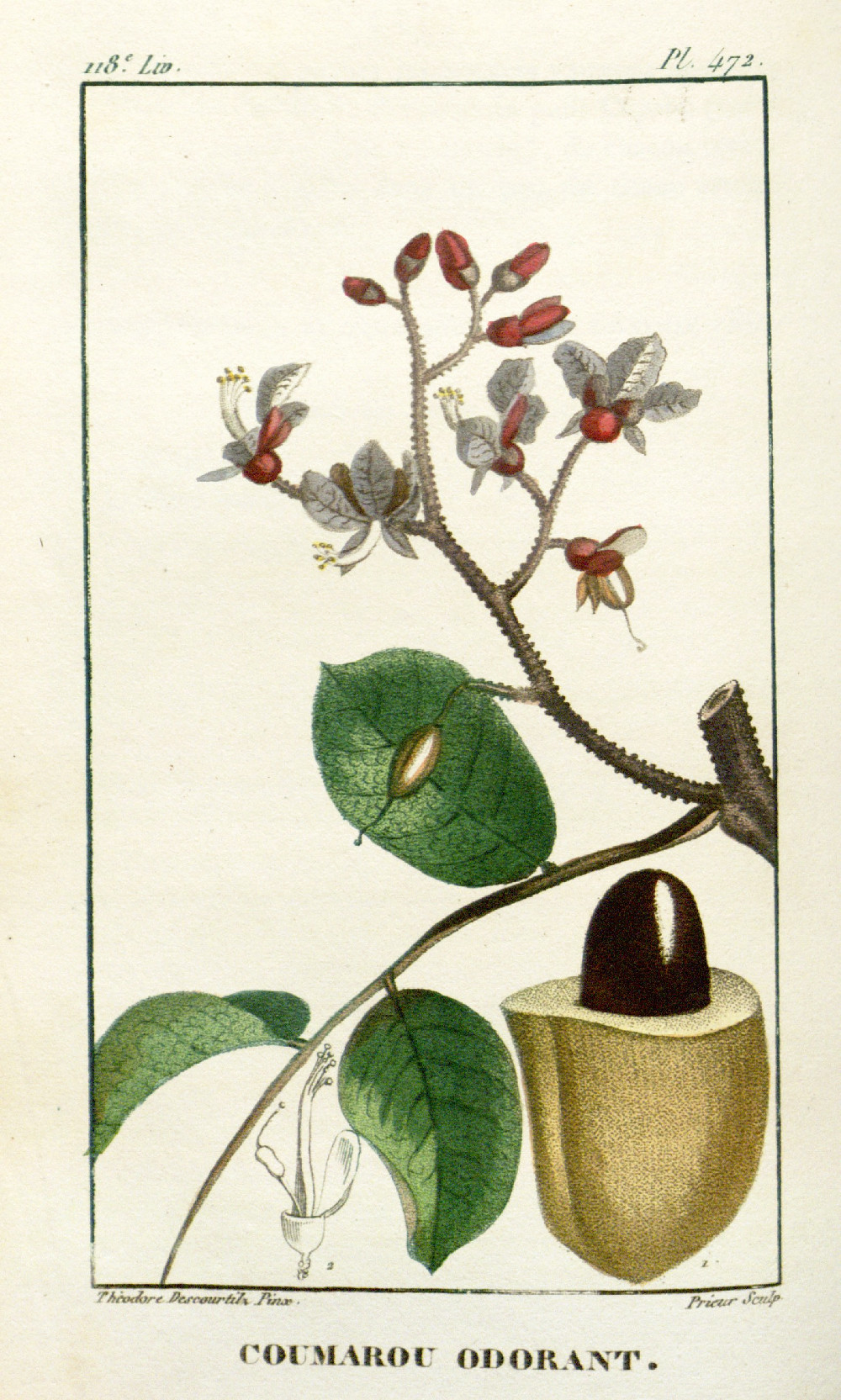 coumarouna_odorata.jpg
