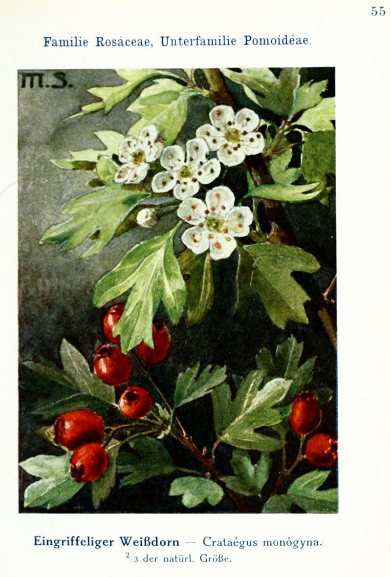 crataegus_mono.jpg